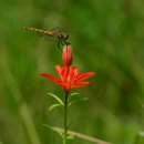 법사 행정사 이미지