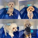 놀러오개 불로점 이미지