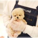 힐링애견샵 이미지