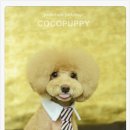 내추럴펫 이미지