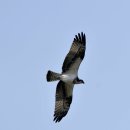 호곡리의 물수리(Osprey) 이미지