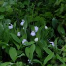 복주머니 이미지