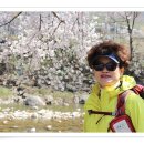 십리벚꽃길 이미지