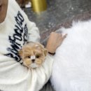 일산 강아지분양 스마트독 이미지