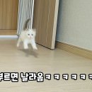 귀여운 아기고양이 한번에 몰아보기 이미지