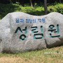 24년6월26일 수요일 보성 윤제림 성림원 수국 개화 현황 이미지