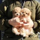 강아지분양 더펫 이미지