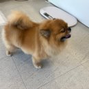 금촌애견 | 금촌애견미용 ㅣ이뻐지개 ㅣ이용후기 &amp; 주차정보