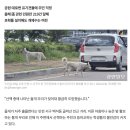 들개 출몰에 쫓기듯 산책… 아찔한 인천 서구 이미지