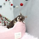 도그바라기 이미지