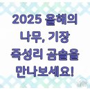 기장읍 죽성리 왜성 주차장 | 2025 올해의 나무, 기장 죽성리 곰솔을 만나보세요!