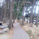방아머리공원(솔밭) 이미지