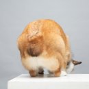 스튜디오코기 이미지