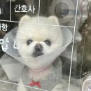 잠실베스트동물메디컬센터 이미지