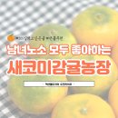 봉비농장 | SNS에서 난리난 제주감귤 새코미감귤농장(선물추천/아이간식/입덧과일)