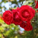 덩굴장미 & My Love Is Like A Red, Red Rose (내 사랑은 붉고 붉은 장미 같아) & photo by 모모수계 이미지