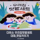 다이소 우리집 텃밭세트로 대파와 깻잎 키우기