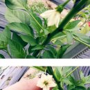 무영농장 | ★부산전연령렌트카★부산주말농장 이용후기^-^*