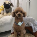 보듬펫살롱 이미지