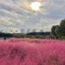 애견운동공원(3~10월) | 미사경정공원핑크뮬리 하남 애견동반 피크닉 후기