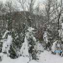 황박 묘 이미지