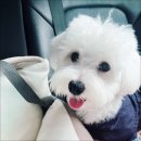 코롱코롱
