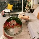 댕몽드 푸드 이미지