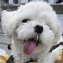 온정동물병원 이미지