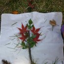 매탄초등학교 이미지