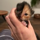 살구라는 이름의 고양이