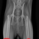 가경 나음 동물병원 이미지