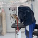 166 | 청라 애견미용실 멍즈니스로166 믹스 위생목욕 스파 내돈내산 후기