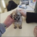 퍼피케어 이미지