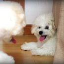 쭈니쭈니 펫살롱 이미지