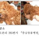 홍성군청(축산과) Daum카페