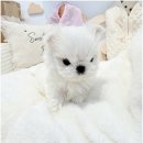 비비퍼피 강아지분양 일산점 이미지