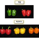 뉴피앙세 이미지