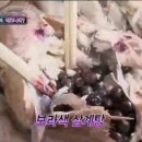 애정아로니아 이미지