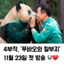 푸바오와 할부지 11월 23일 4부작 방송한대요 이미지