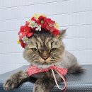 잔다냥 천안점 이미지