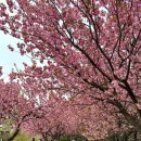완산-4 | 전주 겹벚꽃 명소 완산칠봉 꽃동산, 4월 18일 개화현황 &amp; 후기