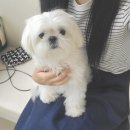 24시 로운동물의료센터 이미지