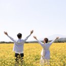 낙동북로 | 부산 대저생태공원 유채꽃 튤립 실시간개화 주차 자전거대여 총정리