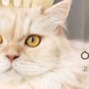 고양이미용사 임서영 이미지