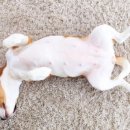 야옹아멍멍해봐(두정점) 이미지