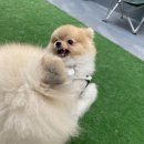 스누독 이미지