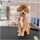 그루밍공화국 | 청주애견미용 그루밍공화국, 우리 강아지 미용하고 왔어요