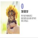 강아지샴푸&amp;애견샴푸 코스메트리 폴미첼 존폴펫 슈퍼브라이트