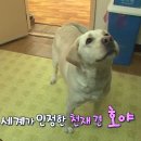호야 농장 이미지