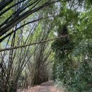 도시 한가운데 숨 쉬는 숲에서 — 푸에르토리코 대학교 식물원 이미지